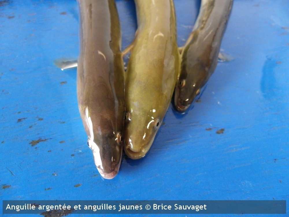 anguille argentee anguilles jaunesBrice Sauvaget