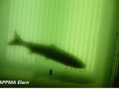 Suivi du vidéo-comptage de Kerhamon sur l'Elorn Image 1