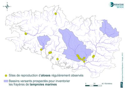 Localisation des bulls d'aloses et des frayères de lamproies marines observés en Bretagne
