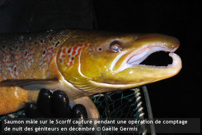 Etude du comportement des saumons dans le bassin de la ... Image 1
