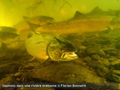 A ne pas rater... les saumons du Scorff le 13 octobre à 19h ... Image 1